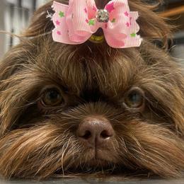 Hershey - Liver Shih Tzu puppy in Norwalk, California from Shitz Show
