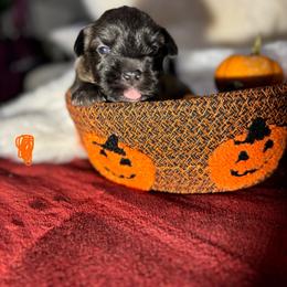 Orange Collar girl - Blue brindle female Glen of Imaal Terrier puppy in Homestead, Pennsylvania from Galore Glens