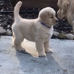 Golden Retriever Puppies from Insignia Goldens