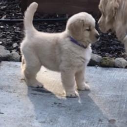 Golden Retriever Puppies from Insignia Goldens