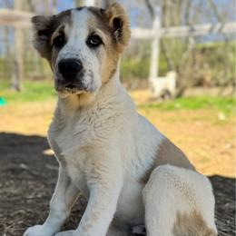 Black Collar Boy - Brindle male Central Asian Shepherd Dog puppy in Markleysburg, Pennsylvania from Wolf Mountain Farm