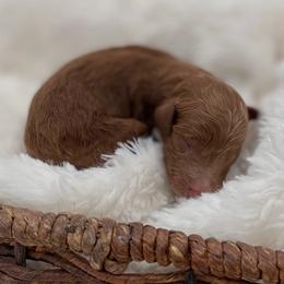 Ginger - Red  female Goldendoodle puppy in Kansas City, Kansas from Bella & Ivy’s Mini Goldendoodles of KC