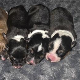 Frosty - Black and tan male Pembroke Welsh Corgi puppy in Tomball, Texas from Larsen Loved Corgis
