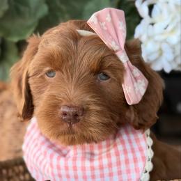 Honey - Red  female Goldendoodle puppy in Blanchard, Oklahoma from Dream Doodles by Dondi