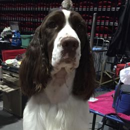 English Springer Spaniels from Felstar English Springers