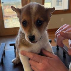 Boy 1 - Reddish brown male Norwegian Lundehund puppy in Franktown, Colorado from Sakari Kennels