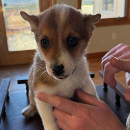 Boy 1 - Reddish brown male Norwegian Lundehund puppy in Franktown, Colorado from Sakari Kennels