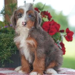 Mervyn's - Merle male Bernedoodle puppy in Dundee, Ohio from Down Home Doodle