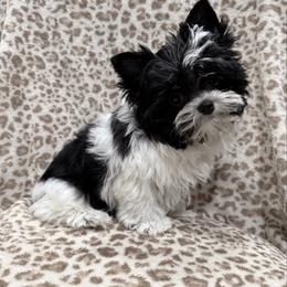 Boy two(more black) - Parti male Yorkshire Terrier puppy in Virginia from Yorkies of Boston
