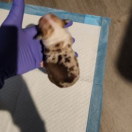 Chihuahua Puppies from Maldonado Pet Life Breeder LLC.