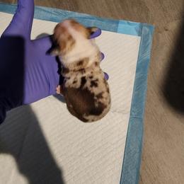 Chihuahua Puppies from Maldonado Pet Life Breeder LLC.