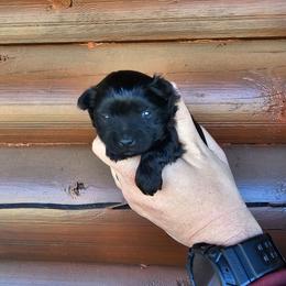 Coal - White male Maltese puppy in Terrell, Texas from PBJ Farms