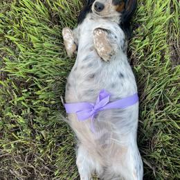 Dachshund Puppies from Vandruff Creek Mini Dachshunds