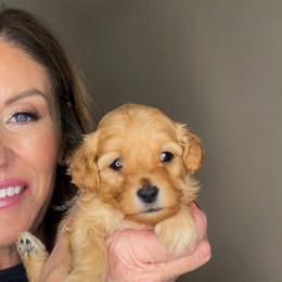 Aspen - Red female Maltipoo puppy in St. George, Utah from Winchester Hills Poodles and Doodles