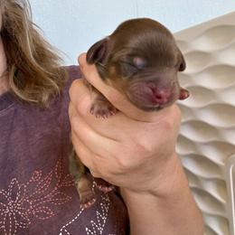 October - Chocolate and tan female Dachshund puppy in Riverton, Wyoming from Wild Rose Ridge Doxies