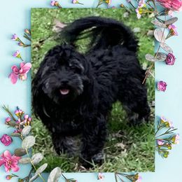 Raven - Havanese