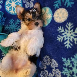 Yorkshire Terrier Puppies from Little Yorkie World Texas