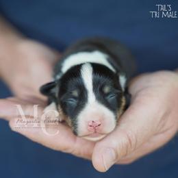 Truffle - Tri - Black and tan male Pembroke Welsh Corgi puppy in Straughn, Alabama from Magnolia Creek Corgis