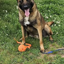 Garm - Belgian Malinois