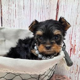 Lettie - Blue and gold female Yorkshire Terrier puppy in Monticello, Iowa from Ashley’s Puppies