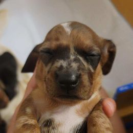 Dachshund Puppies from Three Ween Crew