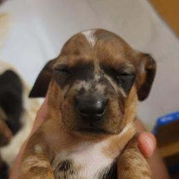Dachshund Puppies from Three Ween Crew