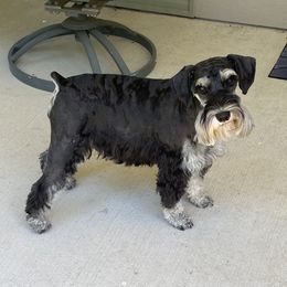 Darcy - Miniature Schnauzer