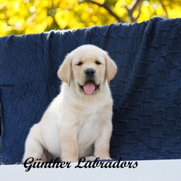 Labrador Retriever Puppies from Günther Labradors