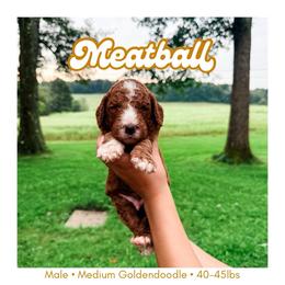 MEATBALL - Red  male Goldendoodle puppy in Brookville, Pennsylvania from Woodland Mountain Doodles