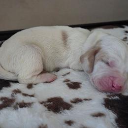 Brutus - Lemon and white male Basset Hound puppy in Denison, Texas from Emma Lou's Baby Bassets