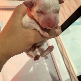 Pink girl - White female Bichon Frise puppy in Lake Elsinore, California from Amber's Bichon Frise and Poodles
