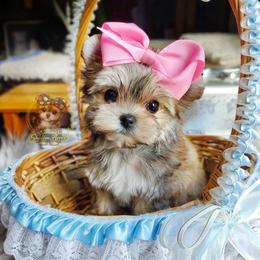 Korean Babydoll Bria - Gold female Morkie puppy in Barren Springs, Virginia from Seeking Shalom Acres Maltese, Maltipoos & Havamalts