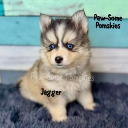 Jagger - Silver and white male Pomsky puppy in Krum, Texas from Paw-Some Pomskies