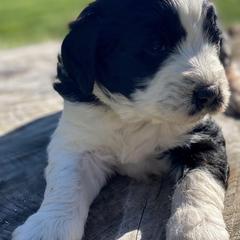 Aussiedoodles and Saint Berdoodles from Whispering Valley Doodles and More