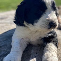 Aussiedoodles and Saint Berdoodles from Whispering Valley Doodles and More
