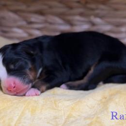 Rain - female Australian Mountain Doodle puppy in Henry, Illinois from Rowe Farms Doodles