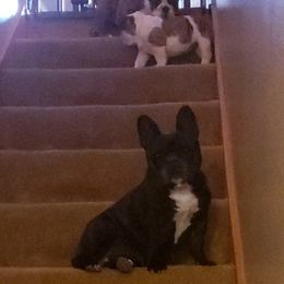 English Bulldog and French Bulldog All Grown Up from Clever Bulldogs