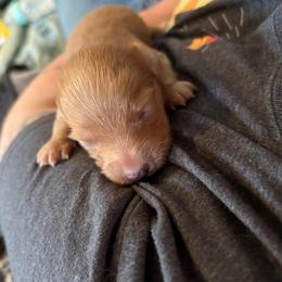 Red girl - Red female Dachshund puppy in Cattaraugus County, New York from H&C’s Dachshunds and Retrievers