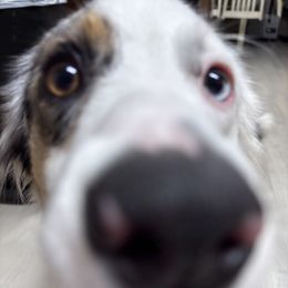 Mavis - Miniature Australian Shepherd