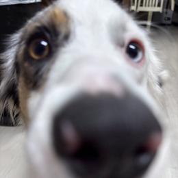Mavis - Miniature Australian Shepherd