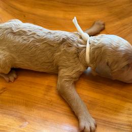 Ocracoke - Apricot female Poodle puppy in Swansboro, North Carolina from Monarch Standard Poodles