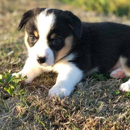  Puppies from Diamond G Corgis