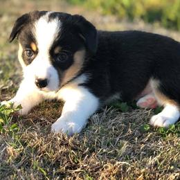  Puppies from Diamond G Corgis
