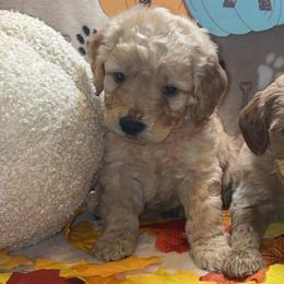 Matcha - Apricot male Goldendoodle puppy in Warren, Michigan from Annette Patterson
