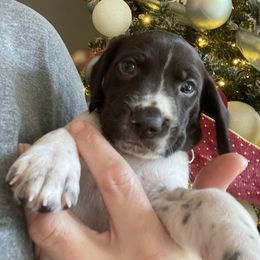 Elvis - Red Collar - Liver and white male German Shorthaired Pointer puppy in Conroe, Texas from Tipsy Rabbit GSP TopDog Kennel