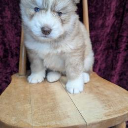 Heath - Red and white male Siberian Husky puppy in Coshocton, Ohio from Wyant Farms