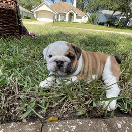 Deliria - Red and white female Bulldog puppy in Jacksonville, Florida from Semper Fi Bulldogs