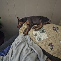 Miniature Pinscher Puppies from K&J's Min Pins Of Grand Lake