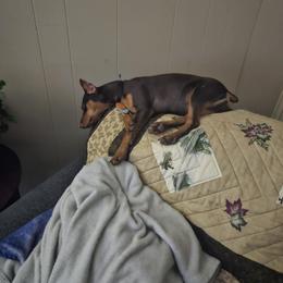 Miniature Pinscher Puppies from K&J's Min Pins Of Grand Lake