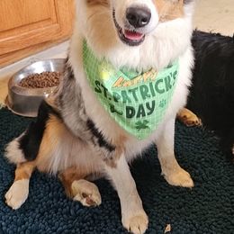 Australian Shepherds from Carper Farm Aussies
